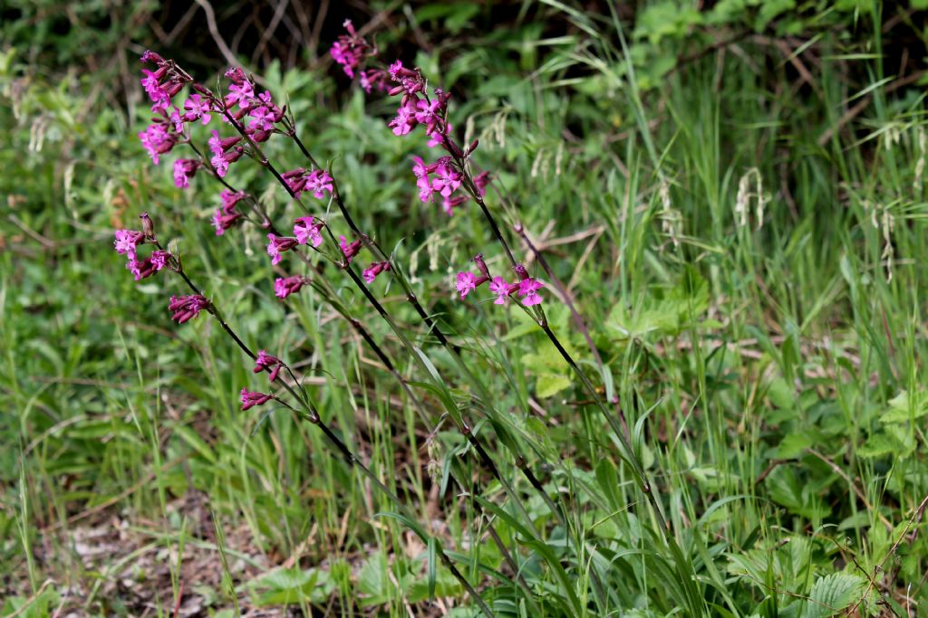 Lychnis viscaria?